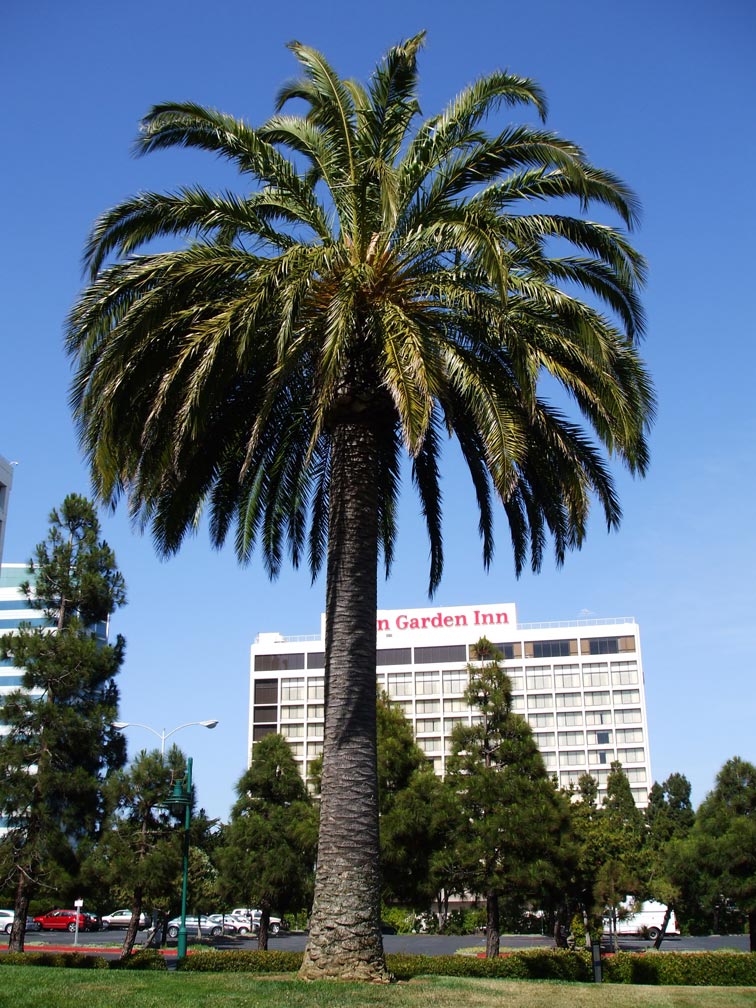 emeryville pixar california summer internship
