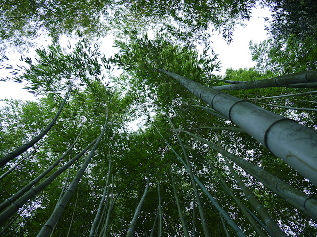 hakone japanese gardens saratoga
