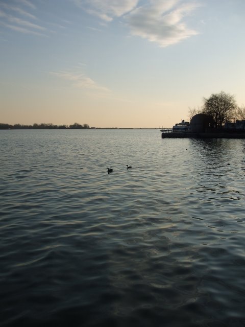 spring 09 harbourfront lake ducks